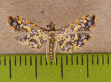 Eurrhyparodes tricoloralis